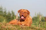 DOGUE DE BORDEAUX 377